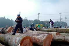 相互筑波銘木市場